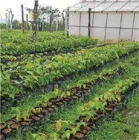 A greenhouse stands beside rows of young plants growing in black pots, arranged neatly in a lush, green garden setting that echoes the quality of ethical coffee and cacao products.