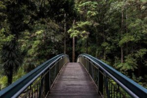 A metal footbridge leads into a lush, dense forest with thick green foliage. Tall trees surround the bridge, and ferns are visible beneath. The scene evokes a sense of tranquility and natural beauty.
